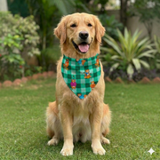 Organic Cotton Bears Print Scarf for Pets (Green)